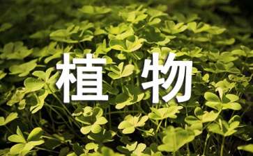 植物學(xué)實習(xí)報告15篇