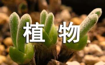 《植物媽媽有辦法》說課稿